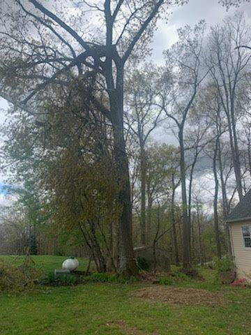 A large tree is in the middle of a lush green field in front of a house