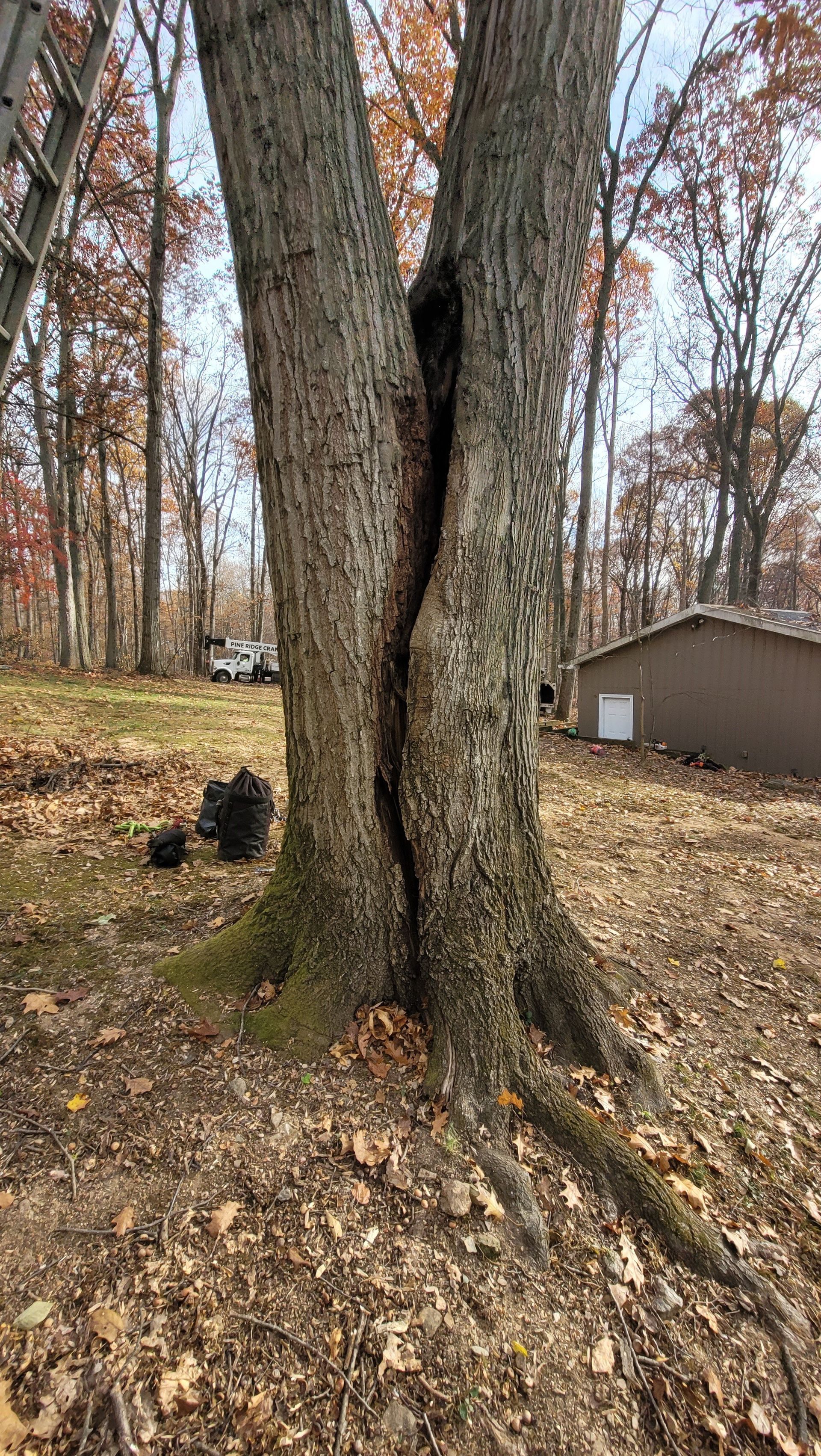 A tree with a hole in it is in the middle of a forest