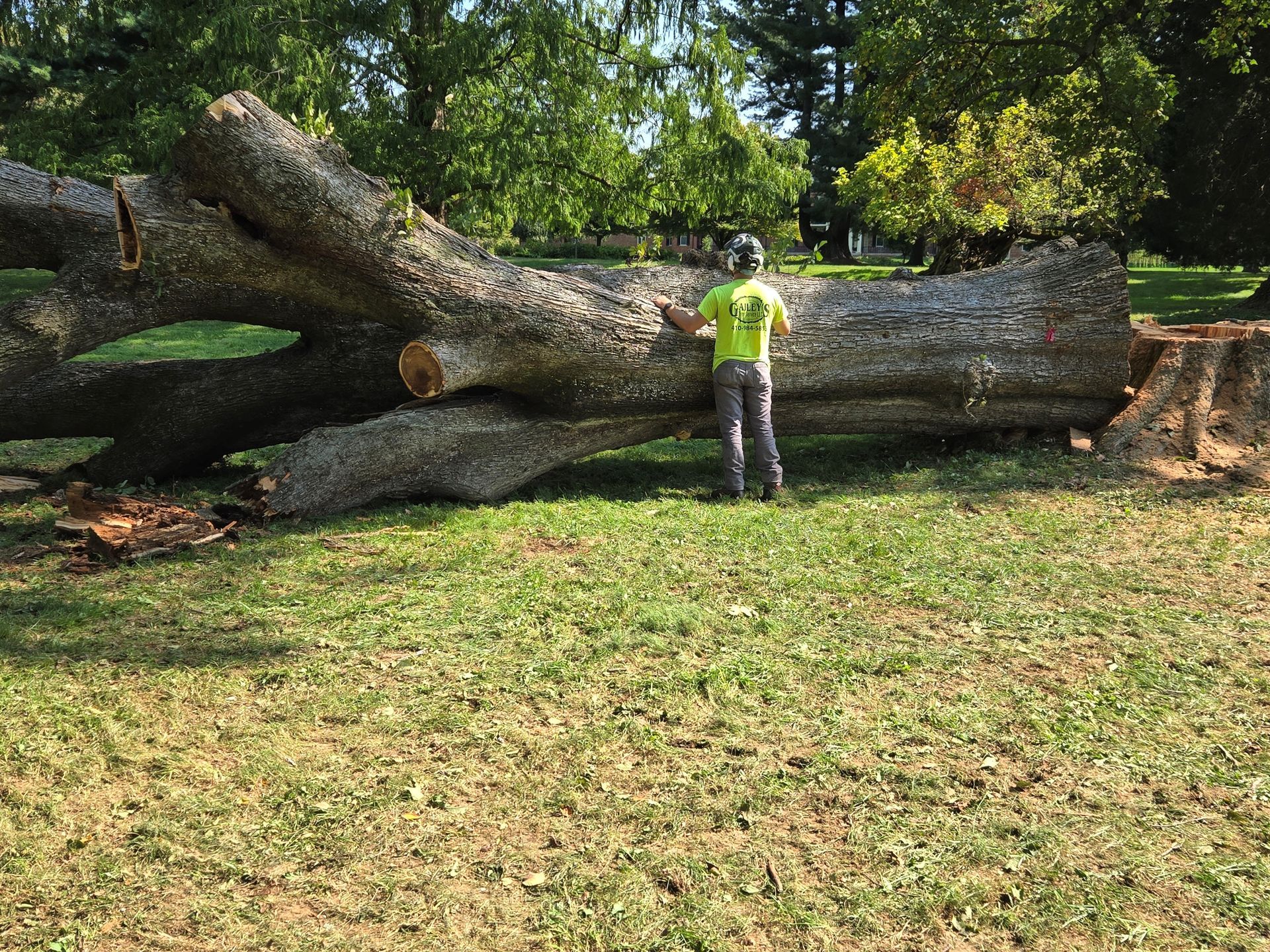 A man in a yellow shirt is standing next to a large log in a park