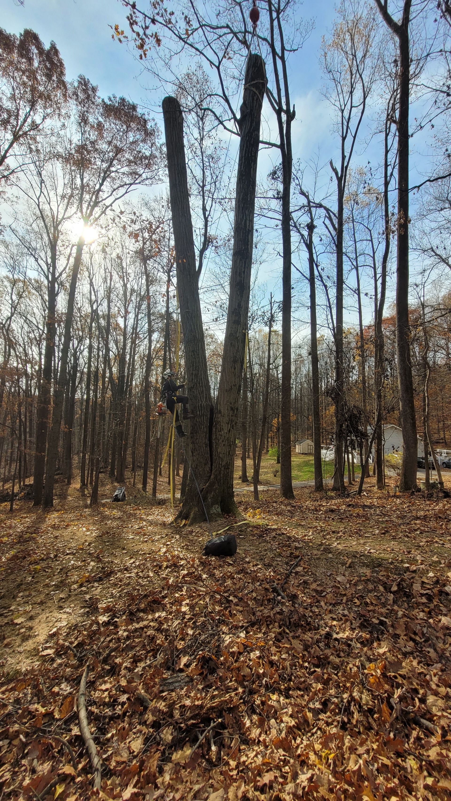 A forest filled with trees and leaves on a sunny day