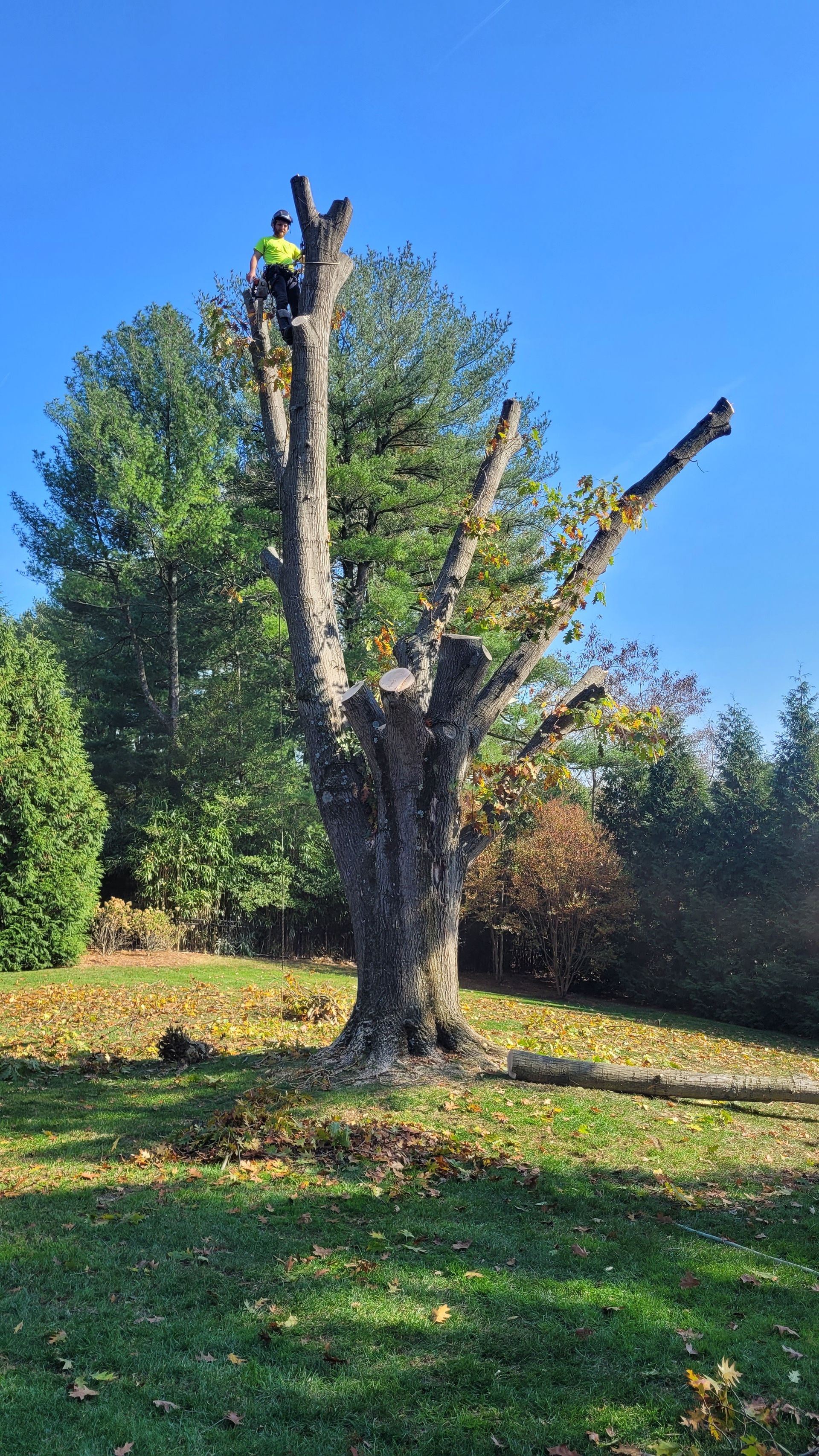 A man is climbing a tree in a park on a sunny day