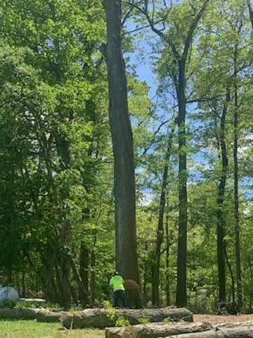A man is standing next to a large tree in the woods