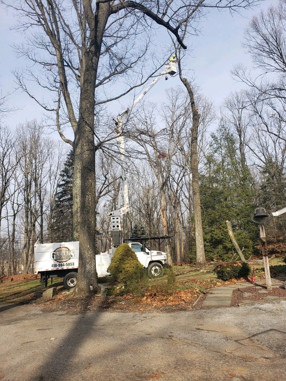 A white truck is cutting a tree in the woods