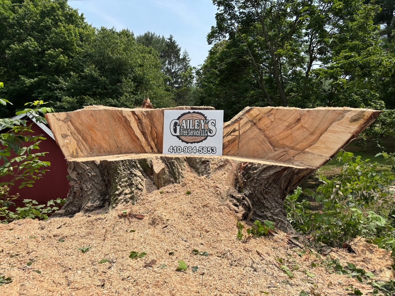 Large tree stump with Gailey's Tree Service sign