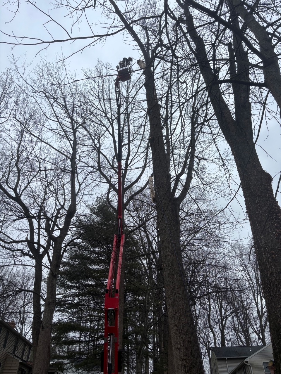 Boom lift trimming tree branches high in the canopy