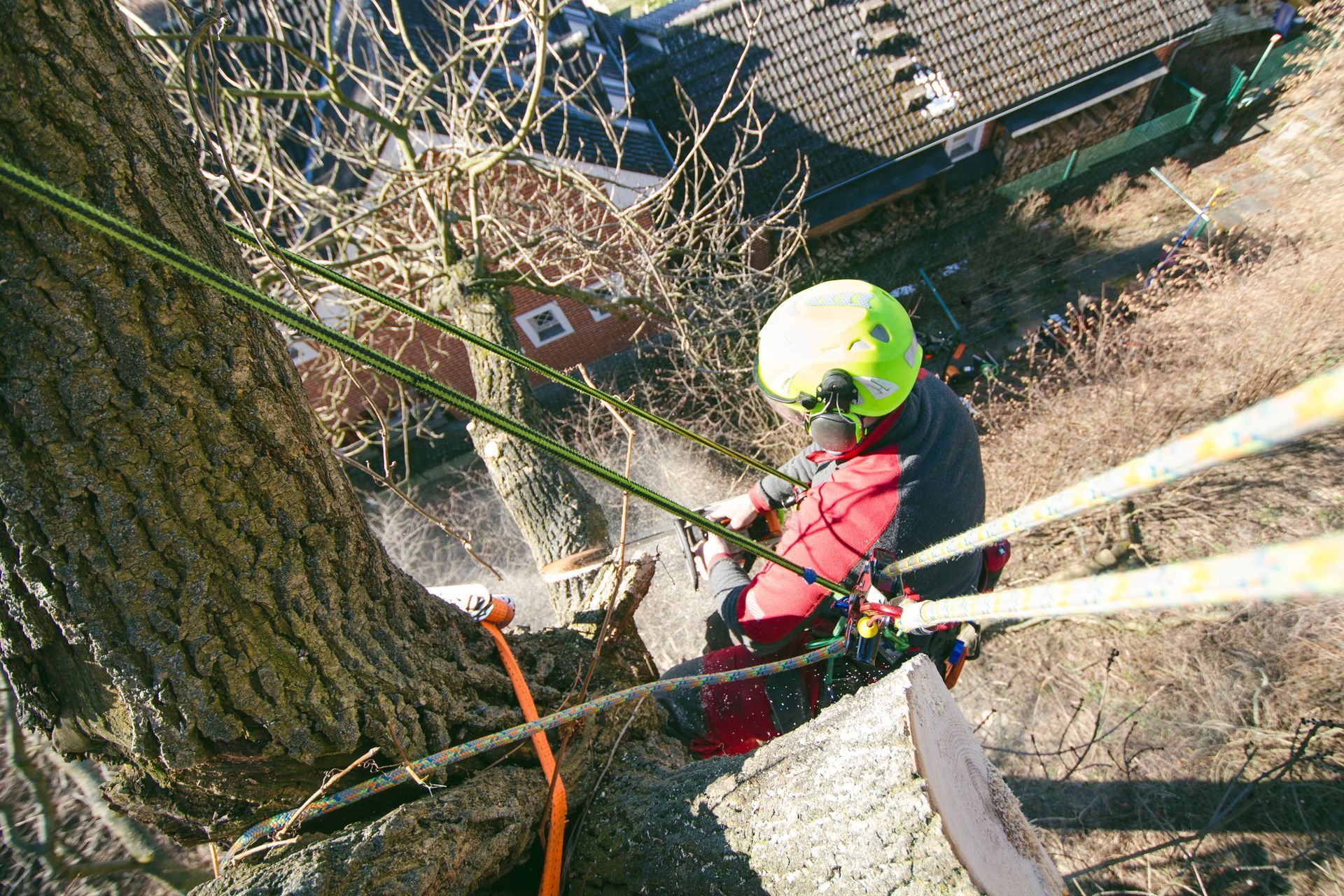 Professional tree trimming