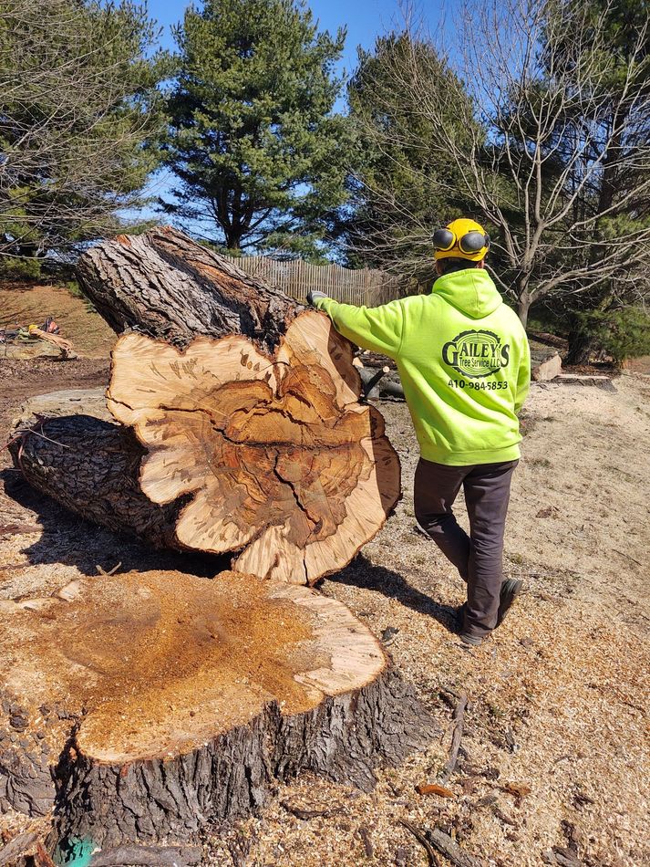 Gailey's Tree Service crew at work